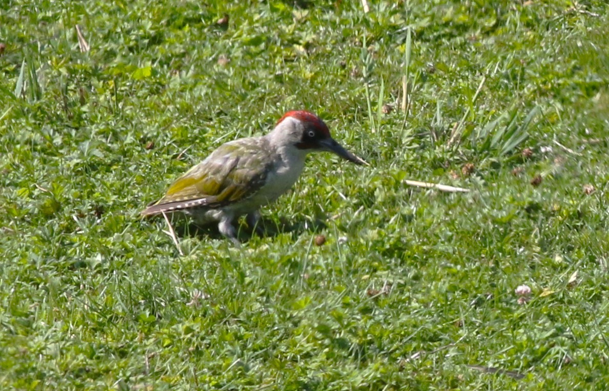 Eurasian Green Woodpecker - Jan Harm Wiers