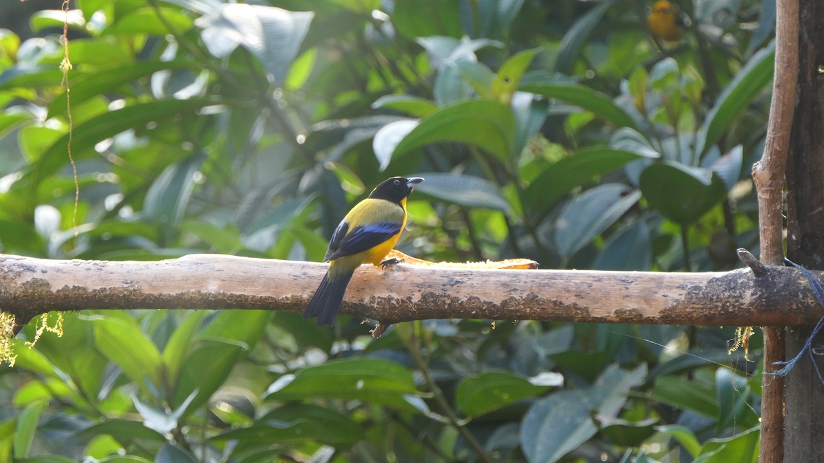 Black-chinned Mountain Tanager - ML470997941