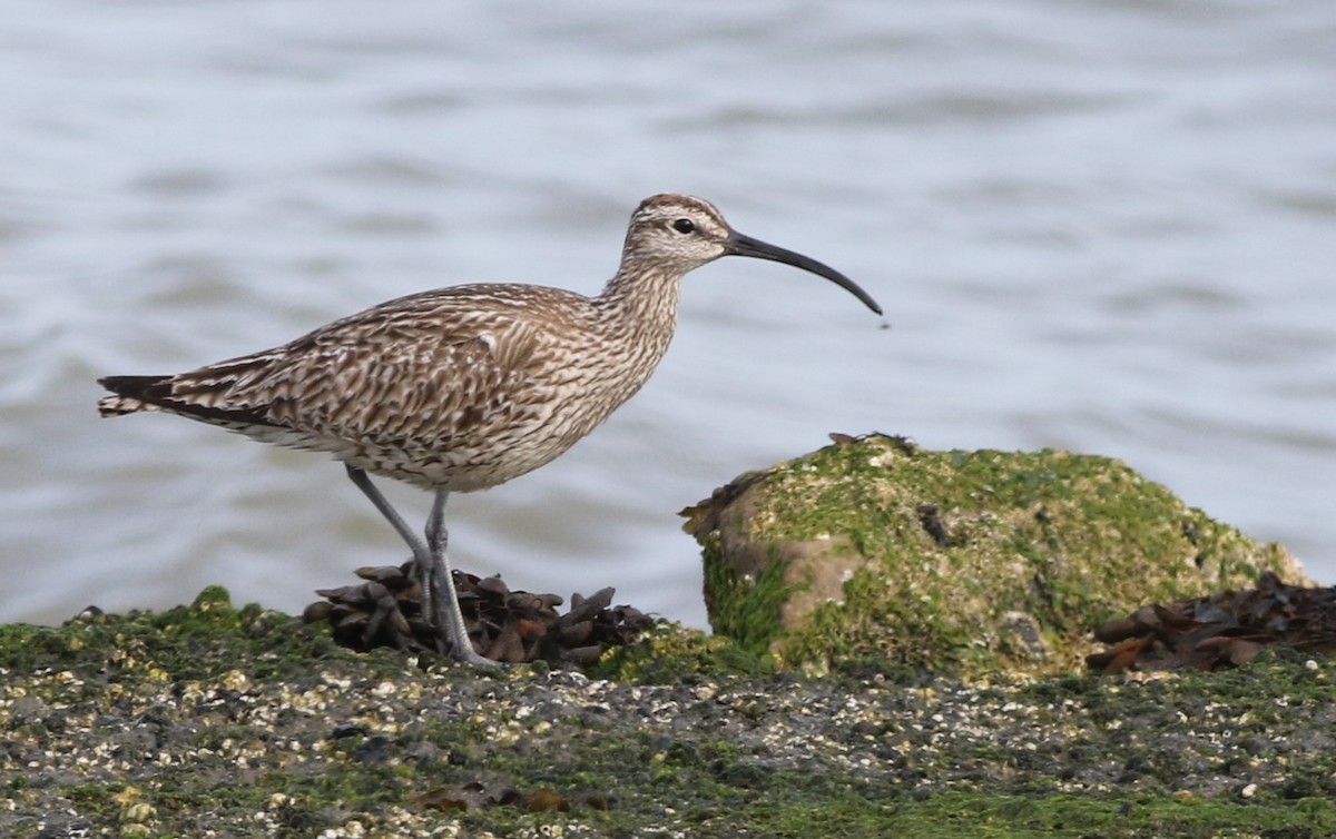 Whimbrel - ML470998131