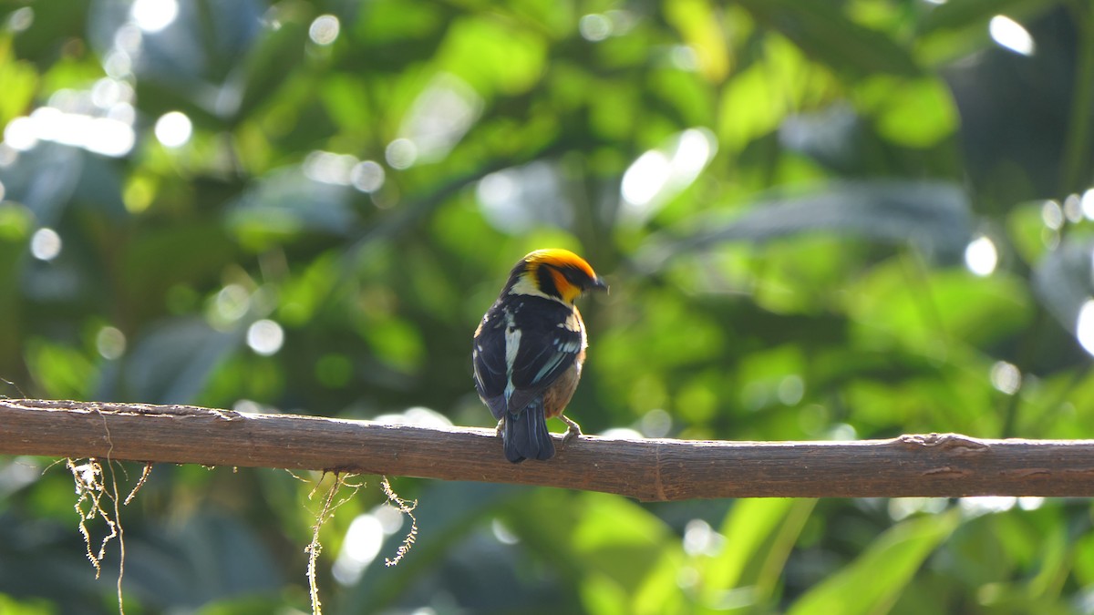 Flame-faced Tanager - ML470998331