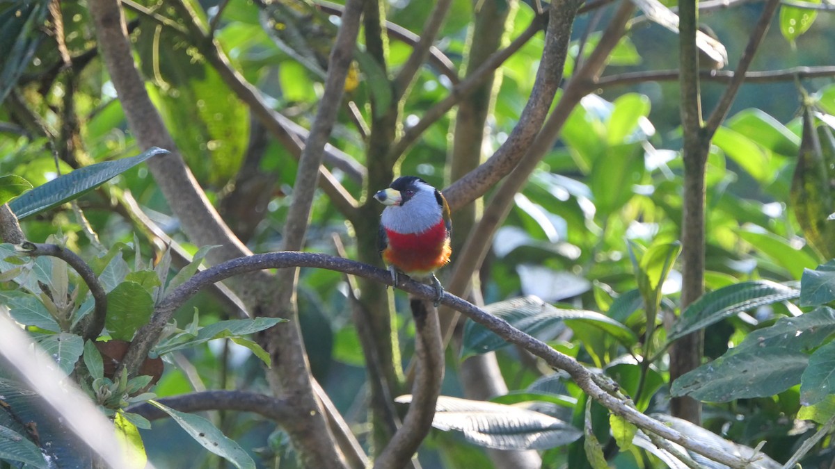 Toucan Barbet - ML470998961