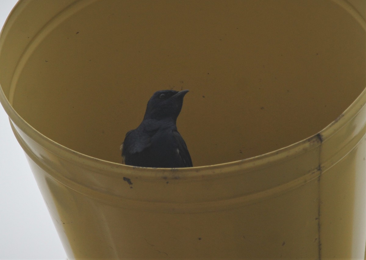 Purple Martin - ML471000281