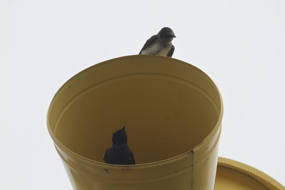 Purple Martin - ML471000311