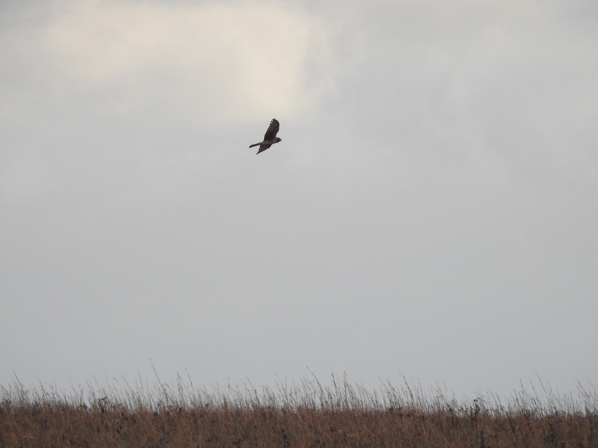 Northern Harrier - Megan Berg