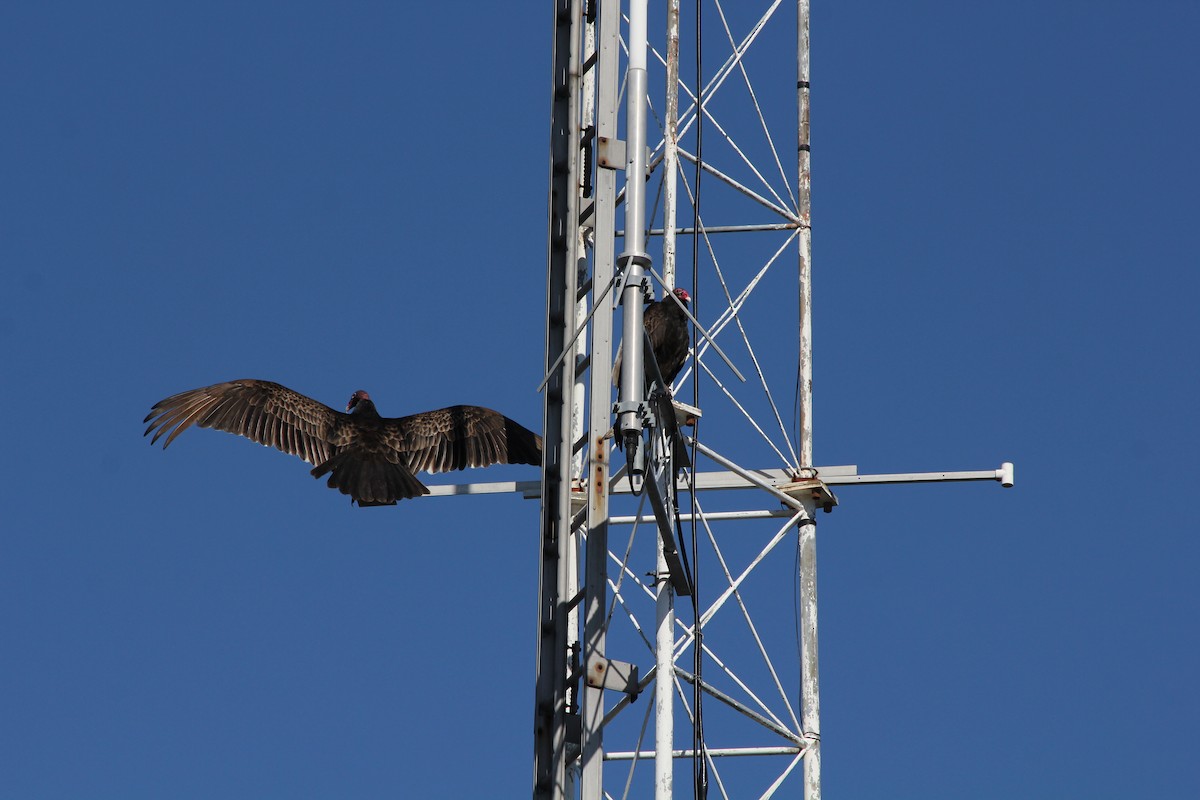 Turkey Vulture - ML471003071