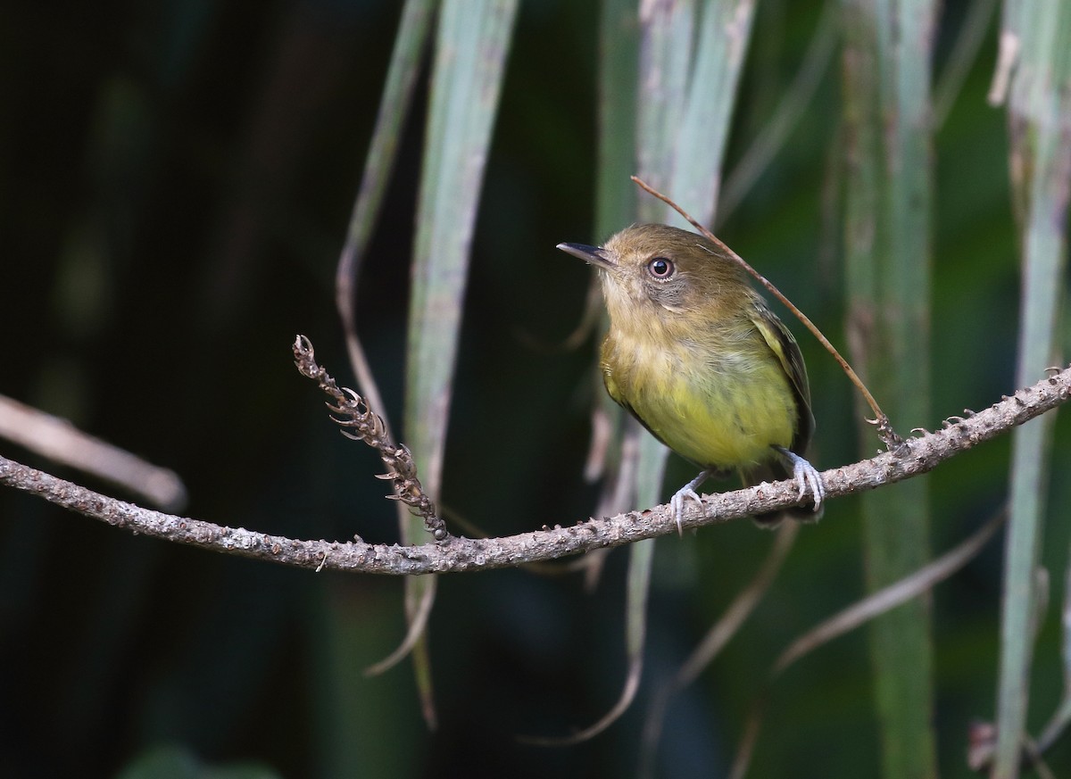 Kaempfer's Tody-Tyrant - ML471005441