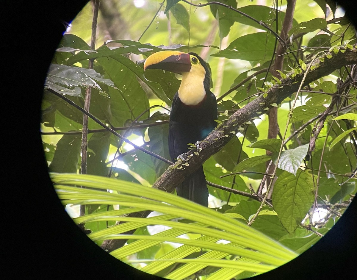 Yellow-throated Toucan - ML471005761