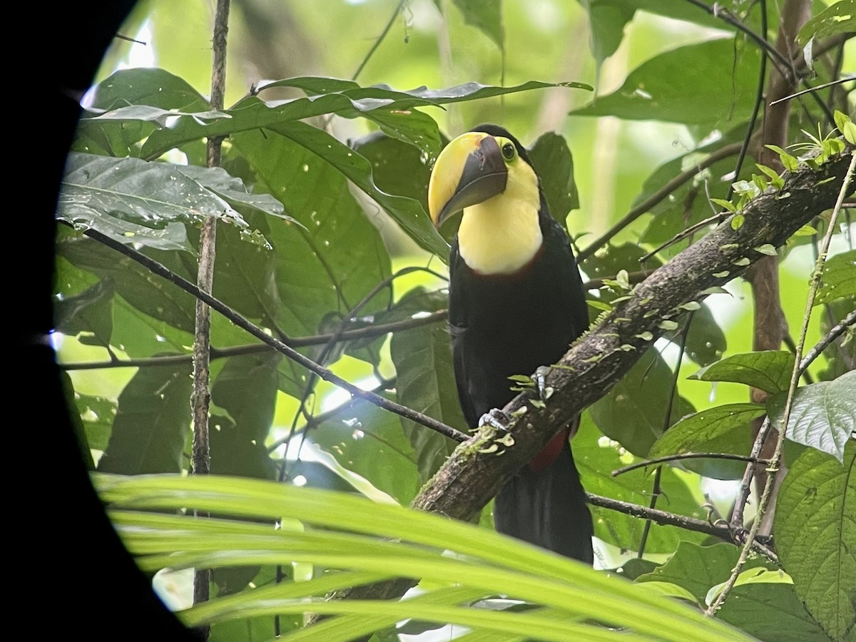 Yellow-throated Toucan - ML471005771