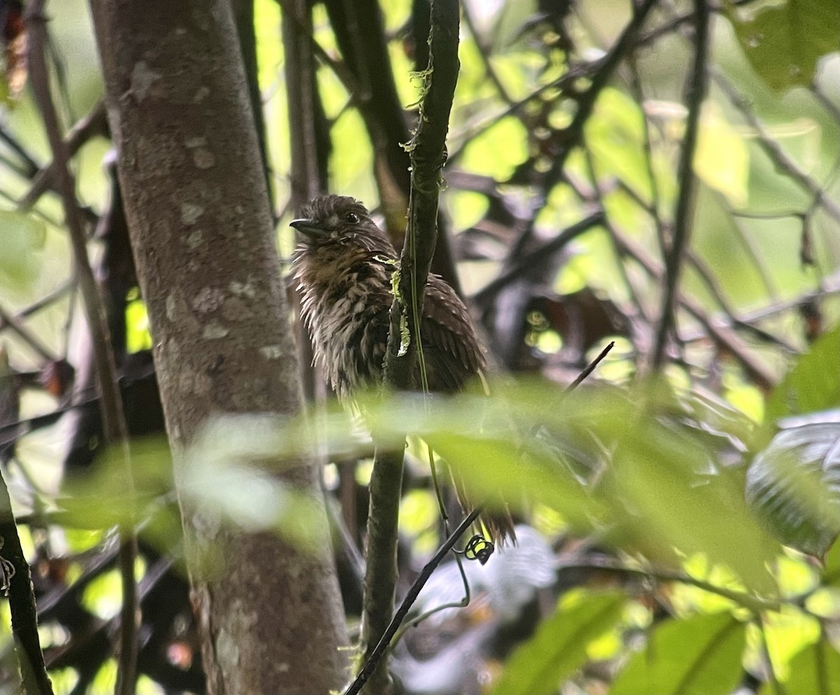 White-whiskered Puffbird - ML471005841