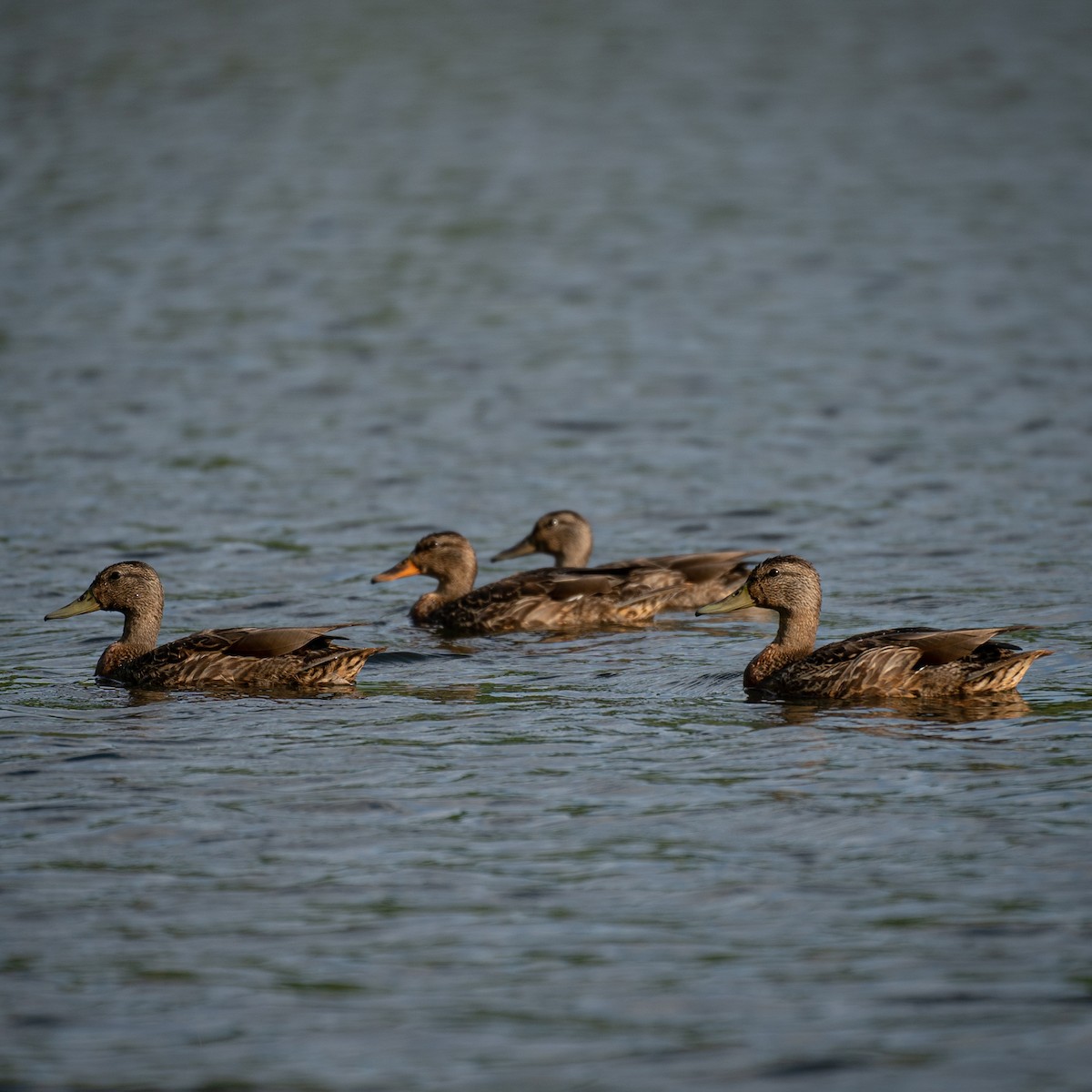 Mallard/American Black Duck - Vincent Ricci