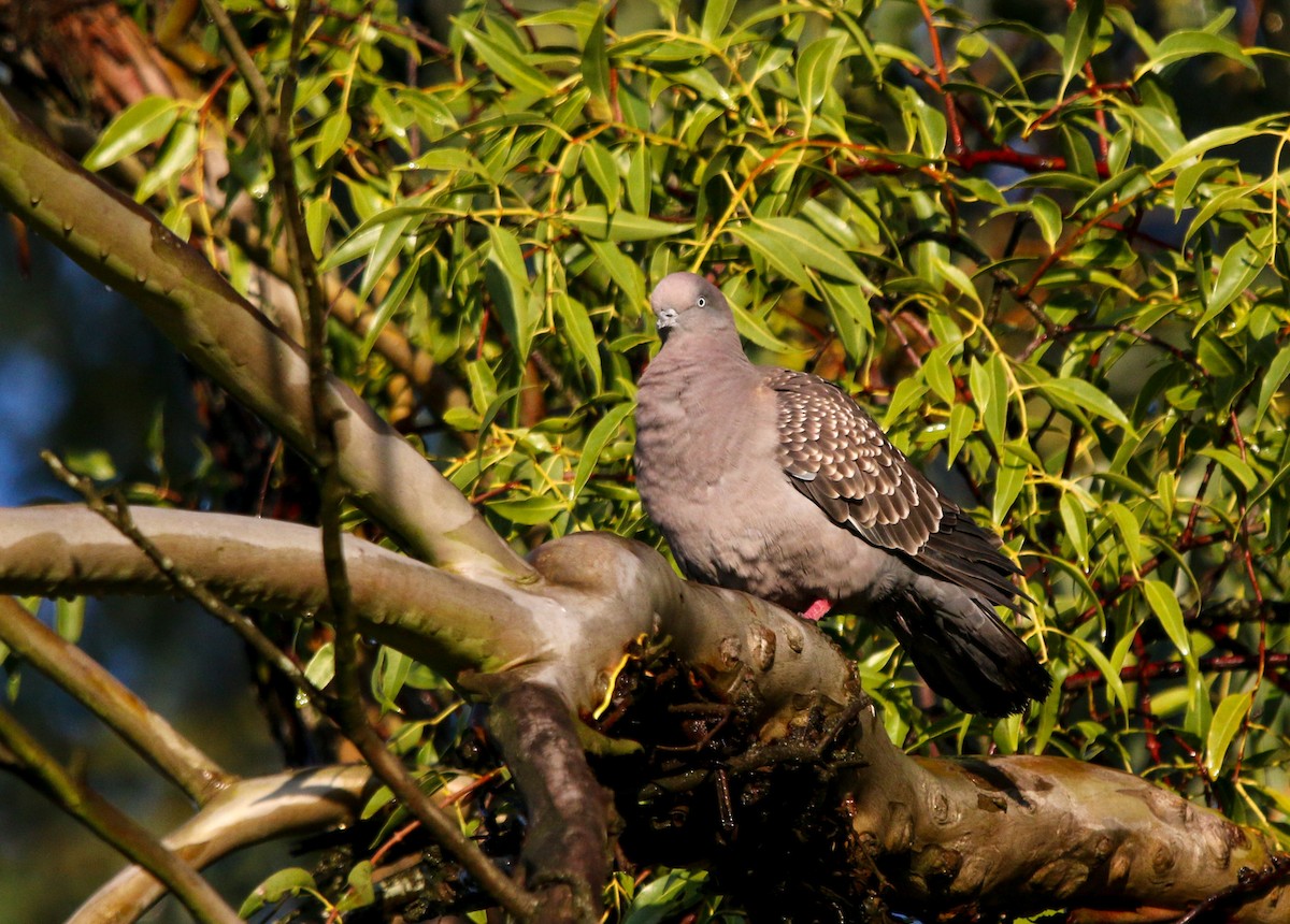 Spot-winged Pigeon (maculosa) - ML471007621