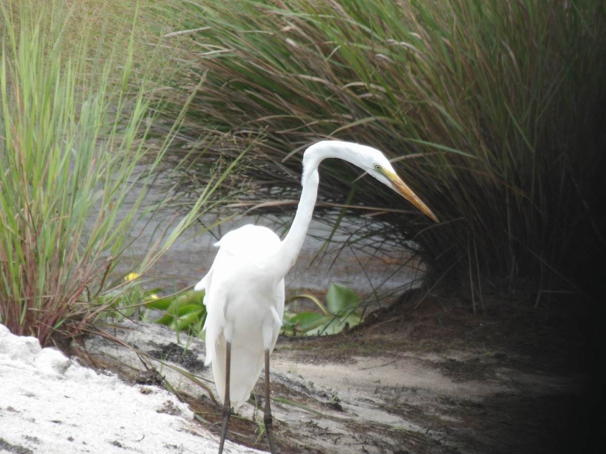 ダイサギ - ML471011131