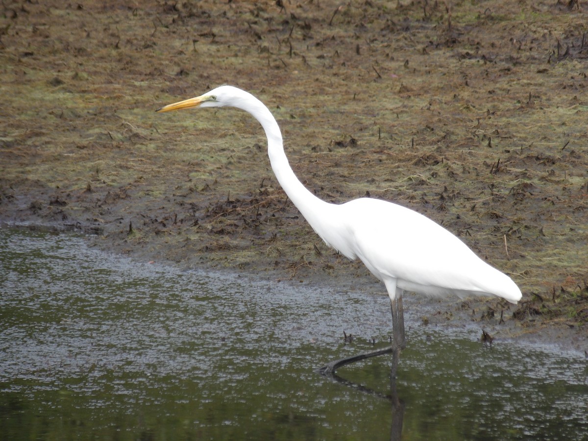 ダイサギ - ML471011141