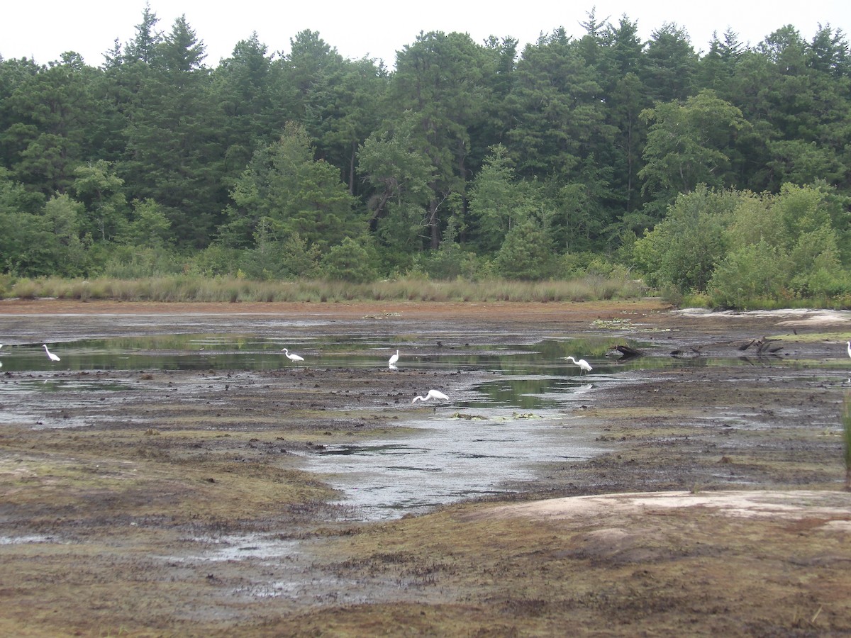 ダイサギ - ML471011151