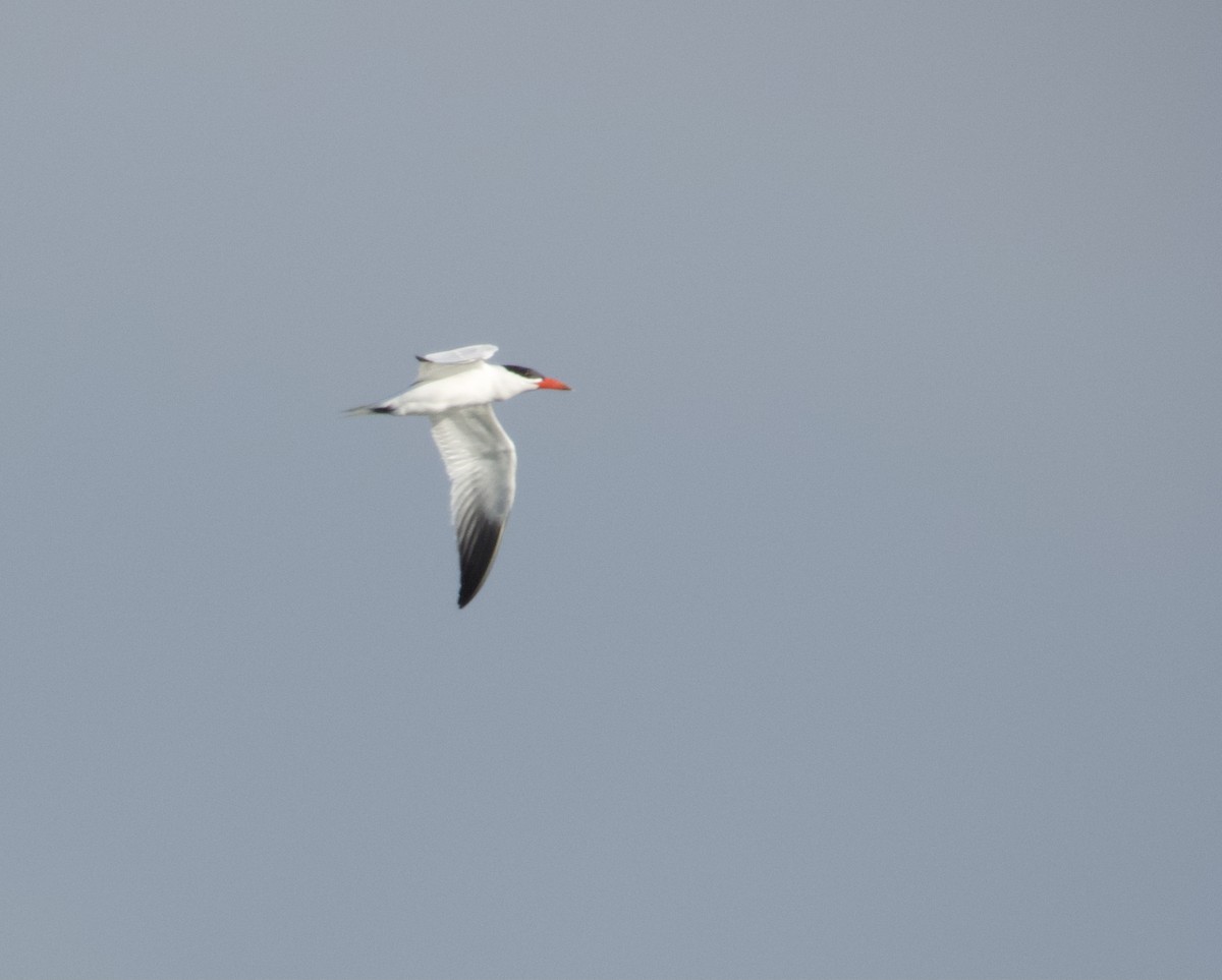 Caspian Tern - ML471011911