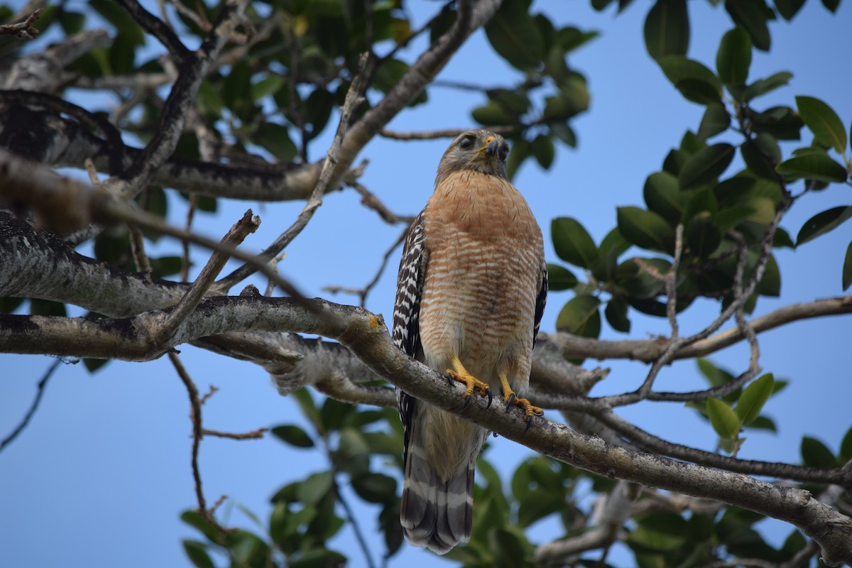 Red-shouldered Hawk - ML47101211