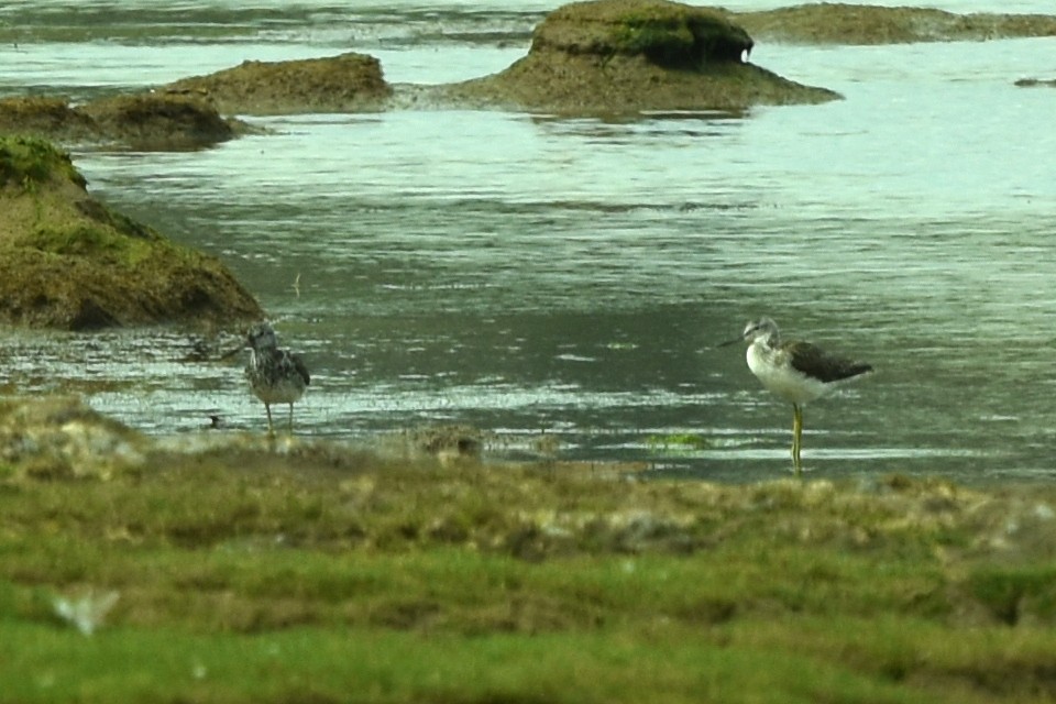 Common Greenshank - ML471013171