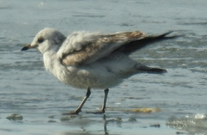 Short-billed Gull - Diane Roberts