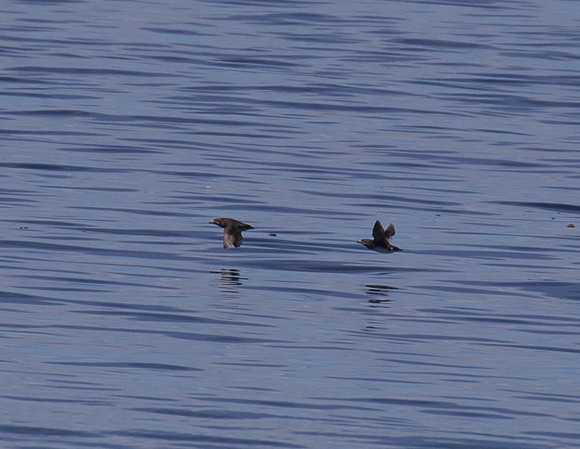 Rhinoceros Auklet - ML471018521