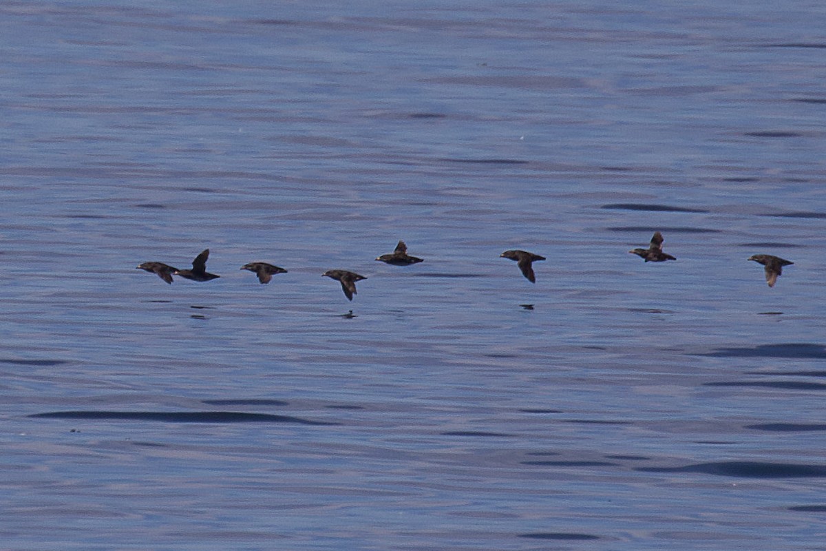 Rhinoceros Auklet - ML471018531