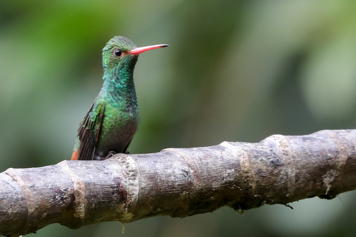 Rufous-tailed Hummingbird - ML471018601