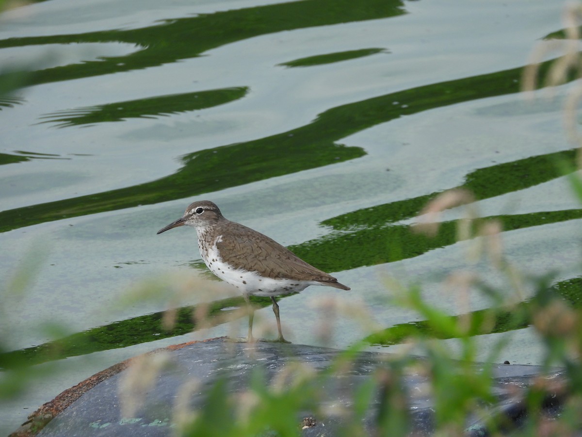 Spotted Sandpiper - Robert Gervais