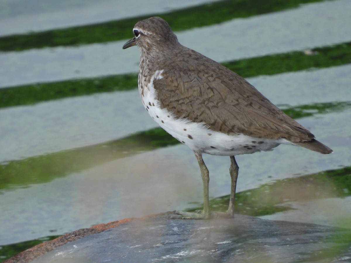 Spotted Sandpiper - Robert Gervais