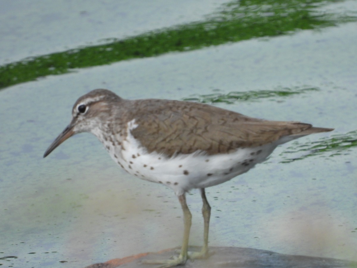 Spotted Sandpiper - Robert Gervais