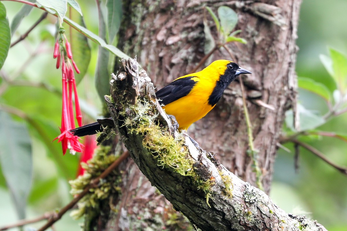 Yellow-backed Oriole - ML471019301