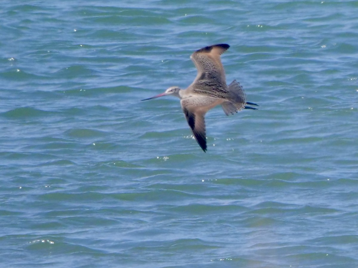 Marbled Godwit - ML471019811