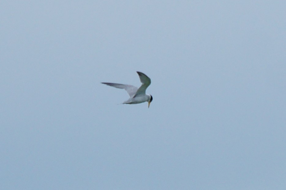 Least Tern - ML471021551