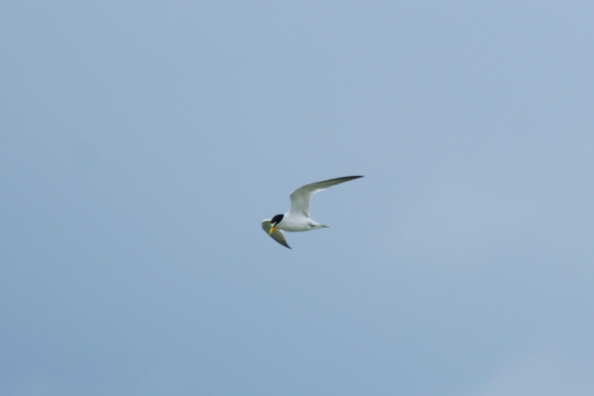 Least Tern - ML471021561