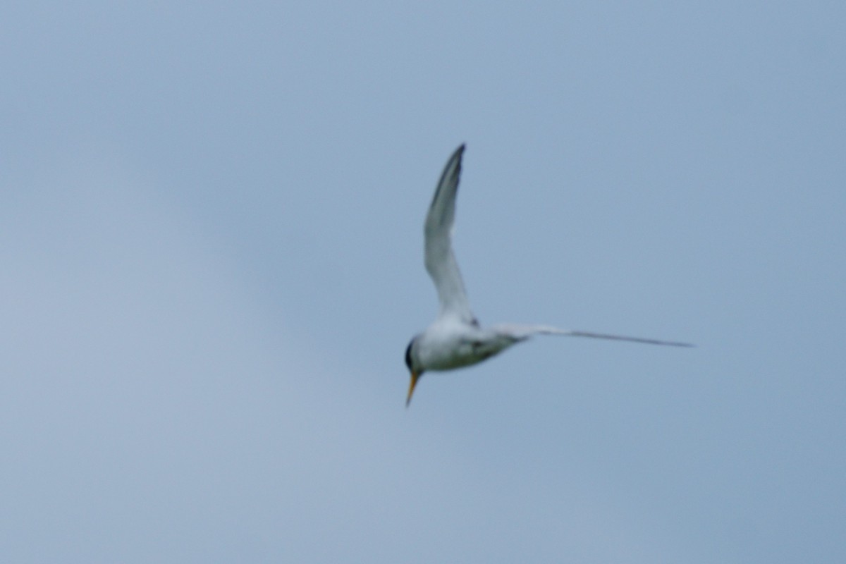 Least Tern - ML471021571