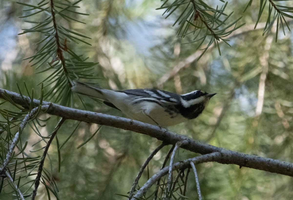Black-throated Gray Warbler - ML471022121