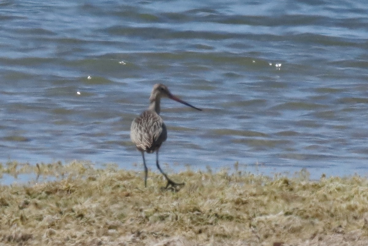 Marbled Godwit - ML471023221