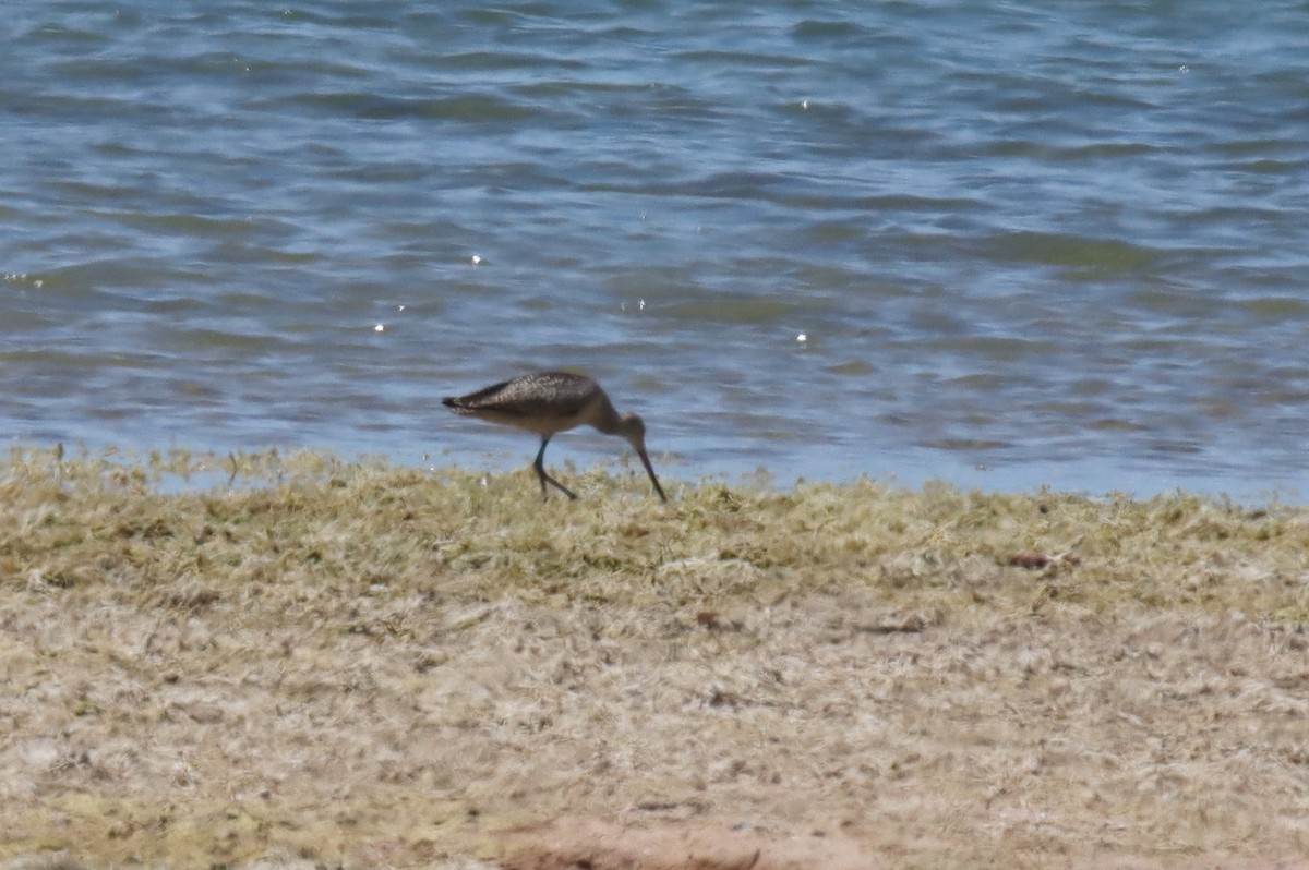 Marbled Godwit - ML471023431