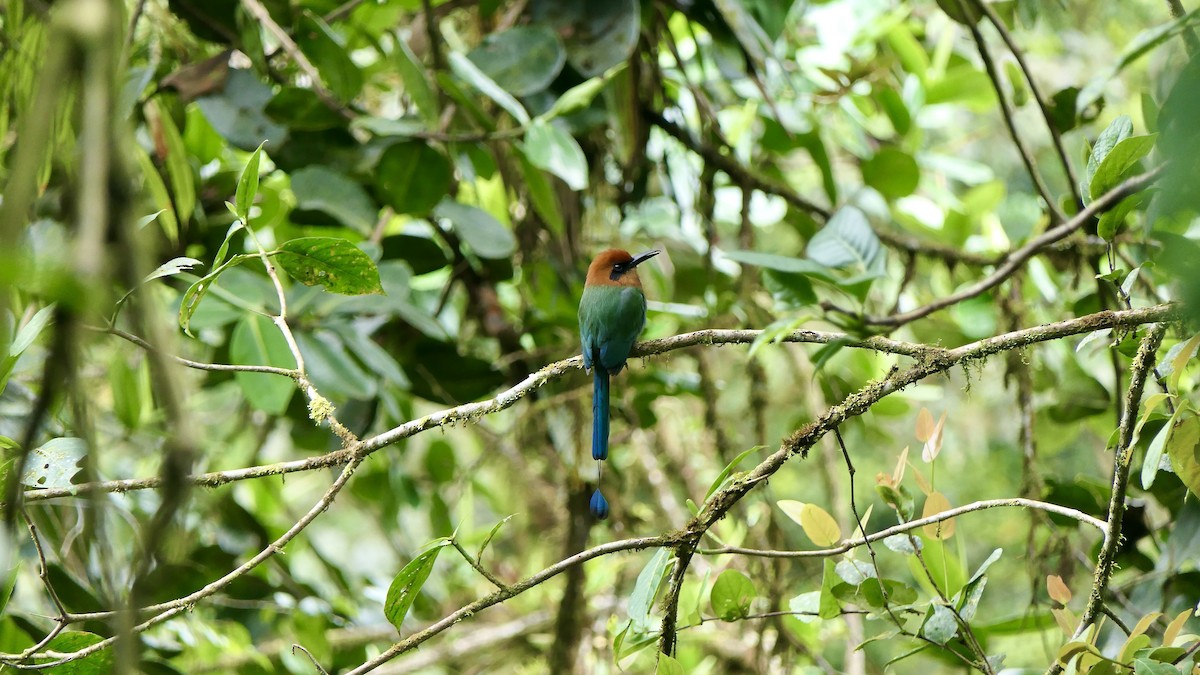 Broad-billed Motmot - ML471023561