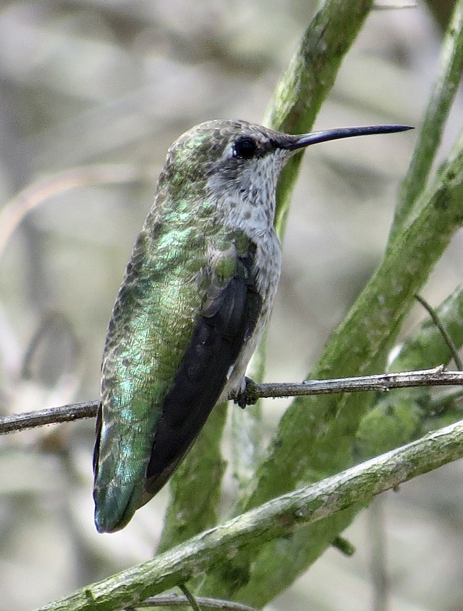 Anna's Hummingbird - ML471024031