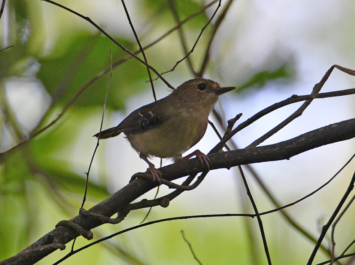 Tropical Scrubwren - ML471025681