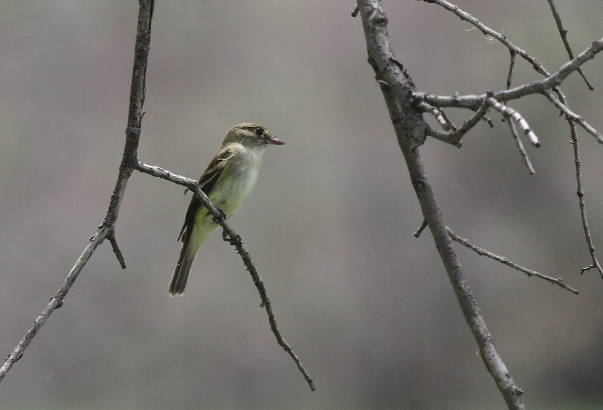 Alder Flycatcher - ML471025751