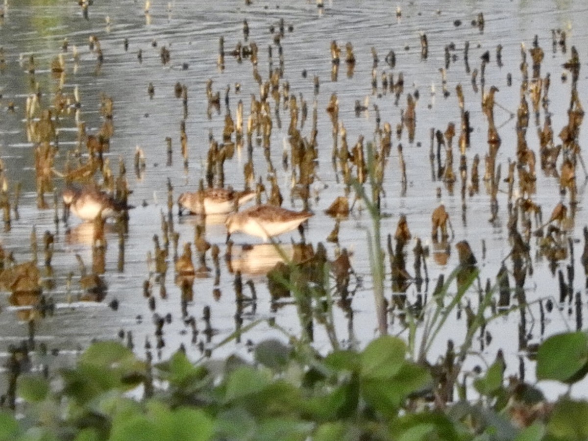 Semipalmated Sandpiper - ML471026111