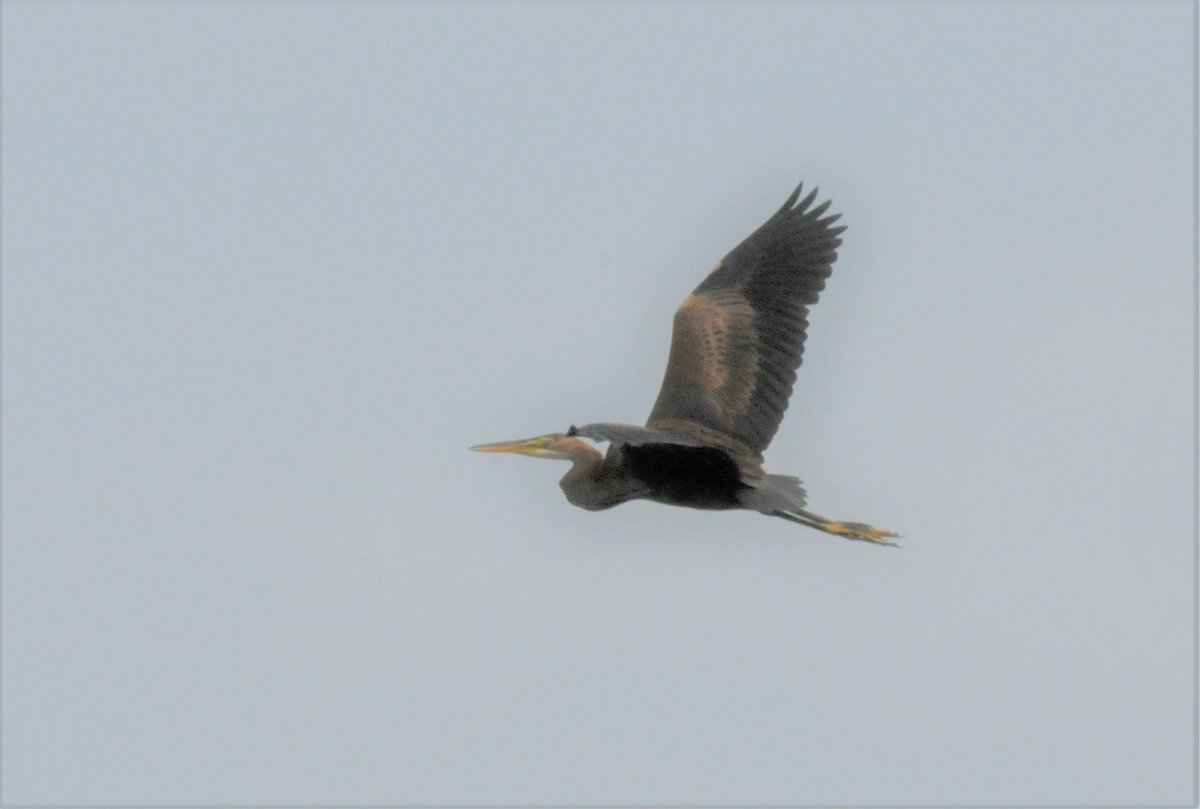 Purple Heron - ML471027001