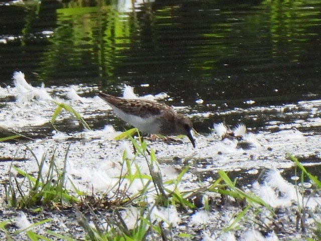 Least Sandpiper - ML471027631