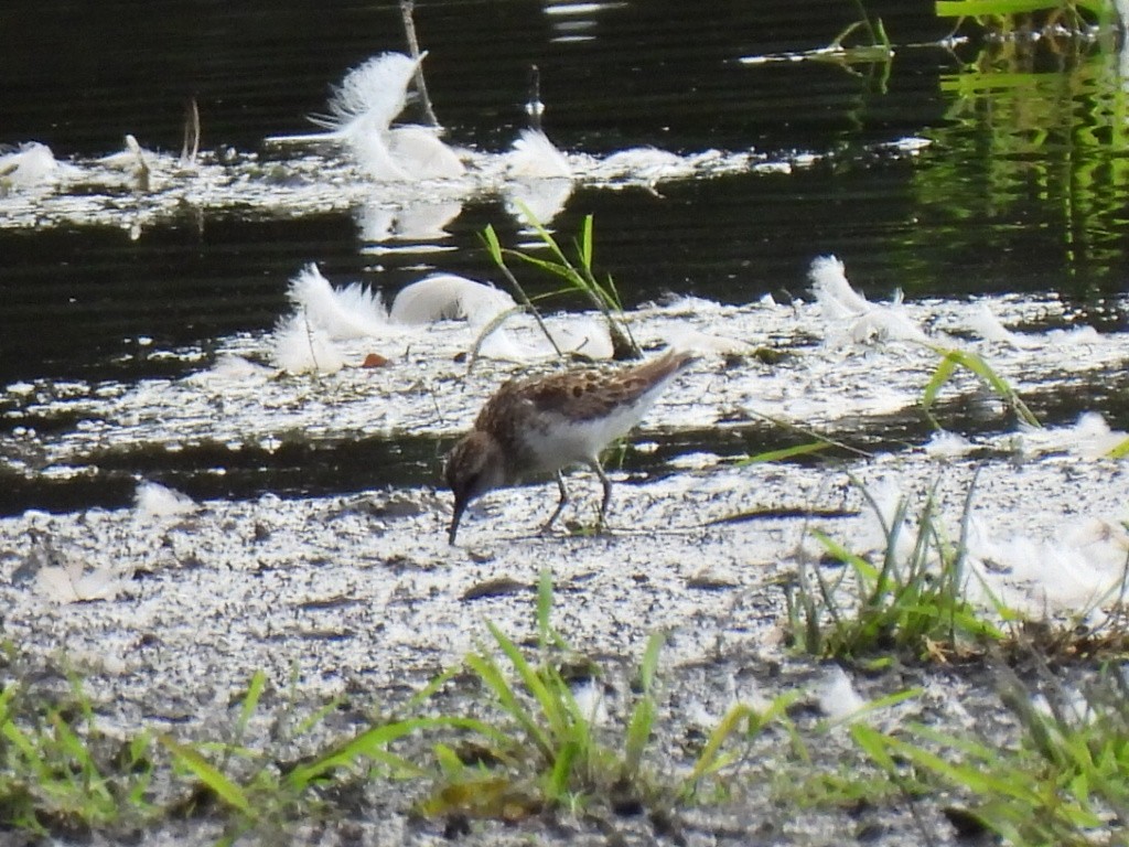 pygmésnipe - ML471027641