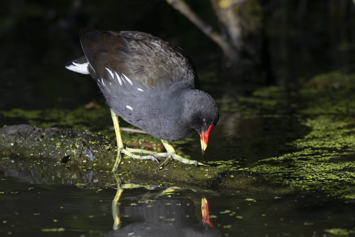 Eurasian Moorhen - Arun Bose