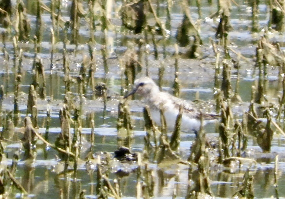 Sanderling - ML471027711