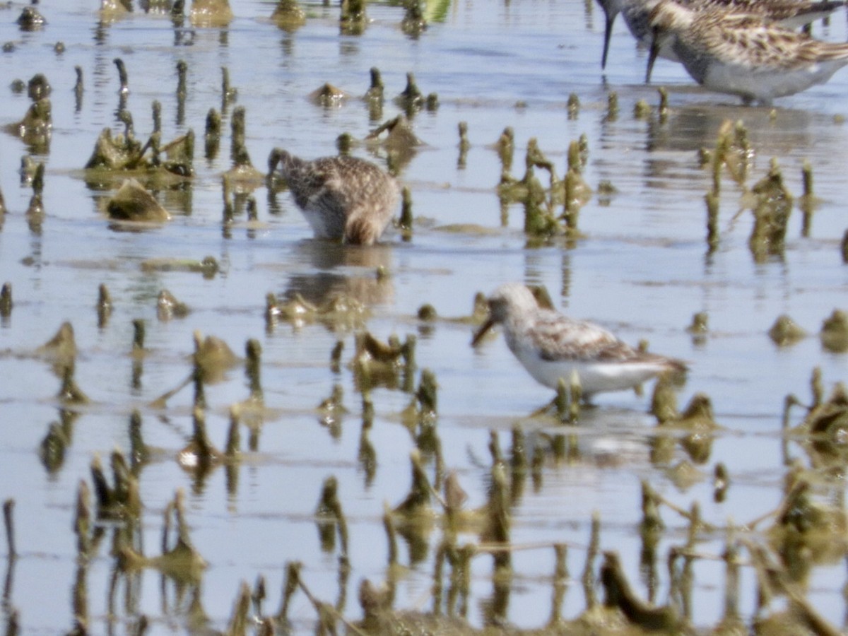 Sanderling - ML471027731