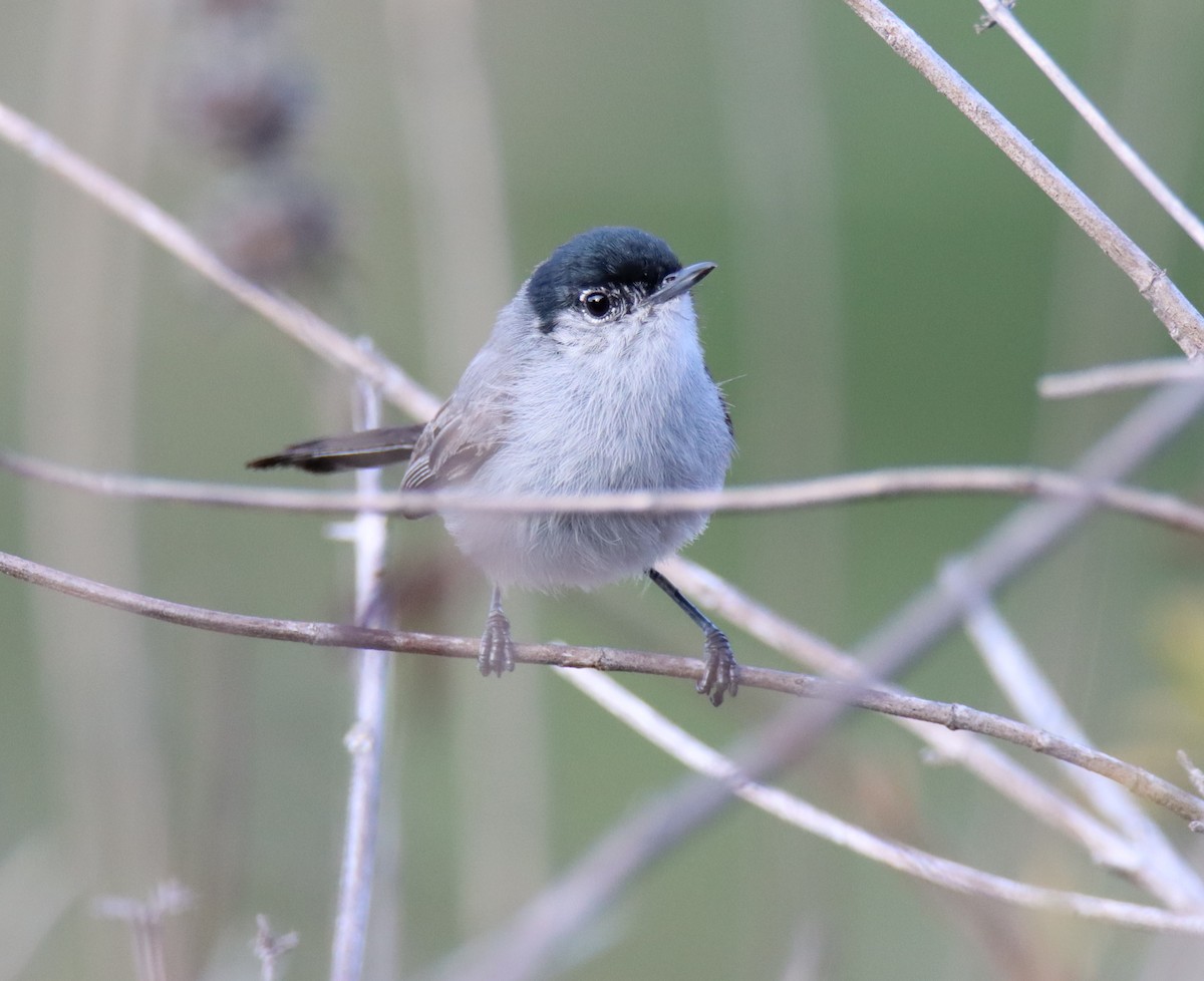 California Gnatcatcher - ML471028201