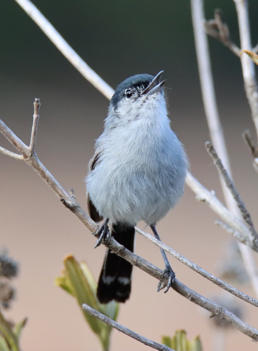 California Gnatcatcher - ML471028261