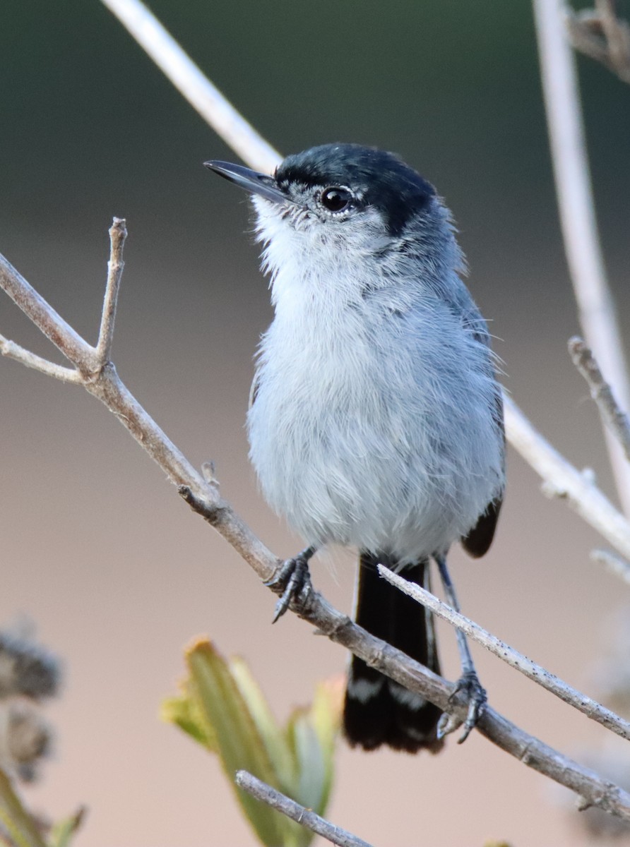 California Gnatcatcher - ML471028291